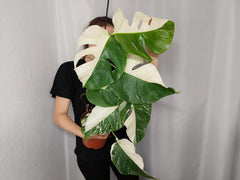Monstera Variegata Halfmoon (zum aussuchen)