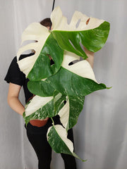Monstera Variegata Halfmoon (zum aussuchen)