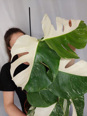 Monstera Variegata Halfmoon (zum aussuchen)