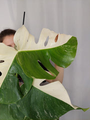Monstera Variegata Halfmoon (zum aussuchen)