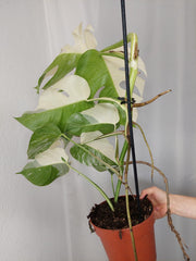 Monstera Variegata Halfmoon (zum aussuchen)