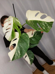 Monstera Variegata Halfmoon (zum aussuchen)