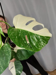 Monstera Variegata Halfmoon (zum aussuchen)