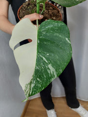 Monstera Variegata Halfmoon (zum aussuchen)