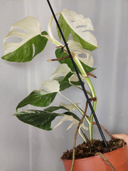 Monstera Variegata Halfmoon (zum aussuchen)