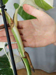Monstera Variegata Halfmoon (zum aussuchen)