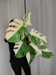 Monstera Variegata Halfmoon (zum aussuchen)