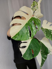 Monstera Variegata Halfmoon (zum aussuchen)