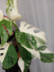Monstera Variegata Halfmoon (zum aussuchen)