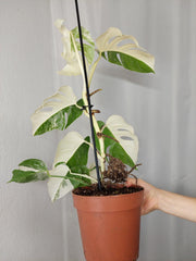 Monstera Variegata Halfmoon (zum aussuchen)