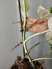 Monstera Variegata Halfmoon (zum aussuchen)