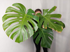 Monstera Green on Green