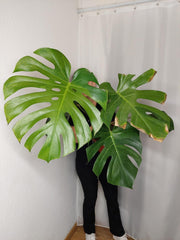 Monstera Green on Green