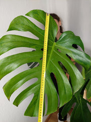 Monstera Green on Green