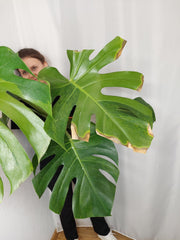 Monstera Green on Green