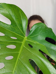 Monstera Green on Green