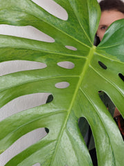Monstera Green on Green