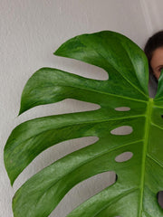 Monstera Green on Green
