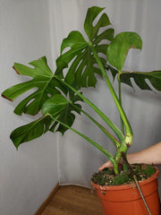 Monstera Green on Green