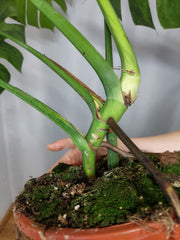 Monstera Green on Green