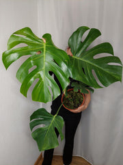 Monstera Green on Green