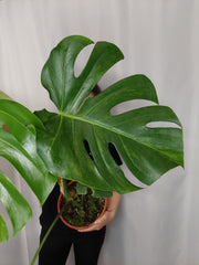 Monstera Green on Green