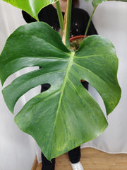 Monstera Green on Green