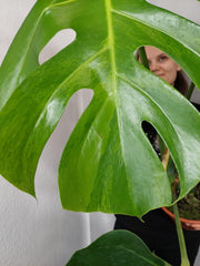 Monstera Green on Green