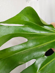 Monstera Green on Green