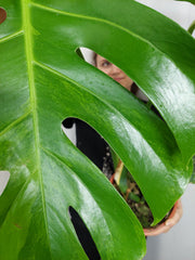 Monstera Green on Green