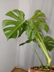 Monstera Green on Green
