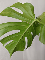 Monstera Green on Green