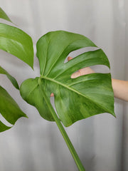 Monstera Green on Green