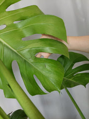 Monstera Green on Green