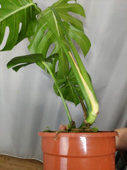 Monstera Green on Green