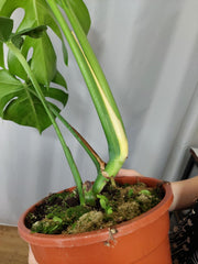 Monstera Green on Green