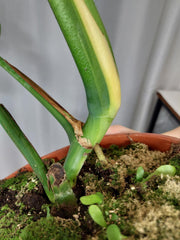 Monstera Green on Green