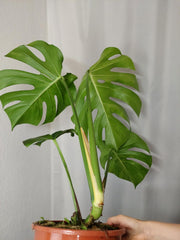 Monstera Green on Green