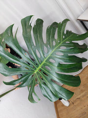 Monstera Green on Green XXL