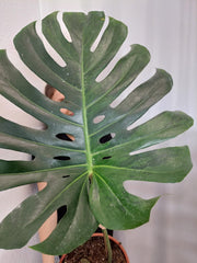 Monstera Green on Green XXL