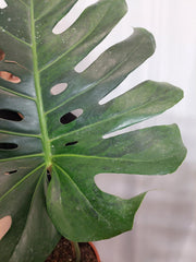 Monstera Green on Green XXL