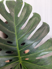 Monstera Green on Green XXL