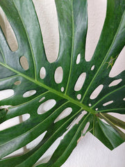Monstera Green on Green XXL