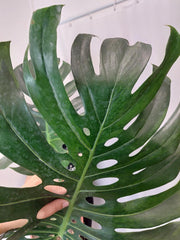 Monstera Green on Green XXL