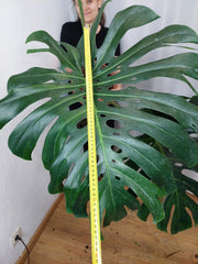 Monstera Green on Green XXL