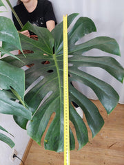 Monstera Green on Green XXL