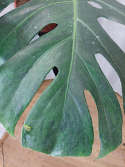 Monstera Green on Green XXL