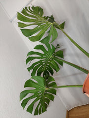 Monstera Green on Green XXL