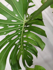 Monstera Green on Green XXL