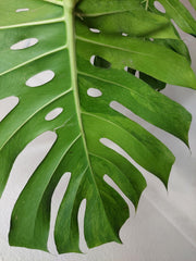 Monstera Green on Green XXL